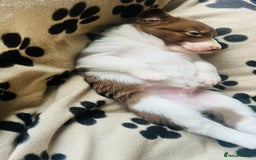 Border Collie dogs for sale: 3 left🐾Ready to leave in 2 weeks🐾Border Collie🐾 - Image 12