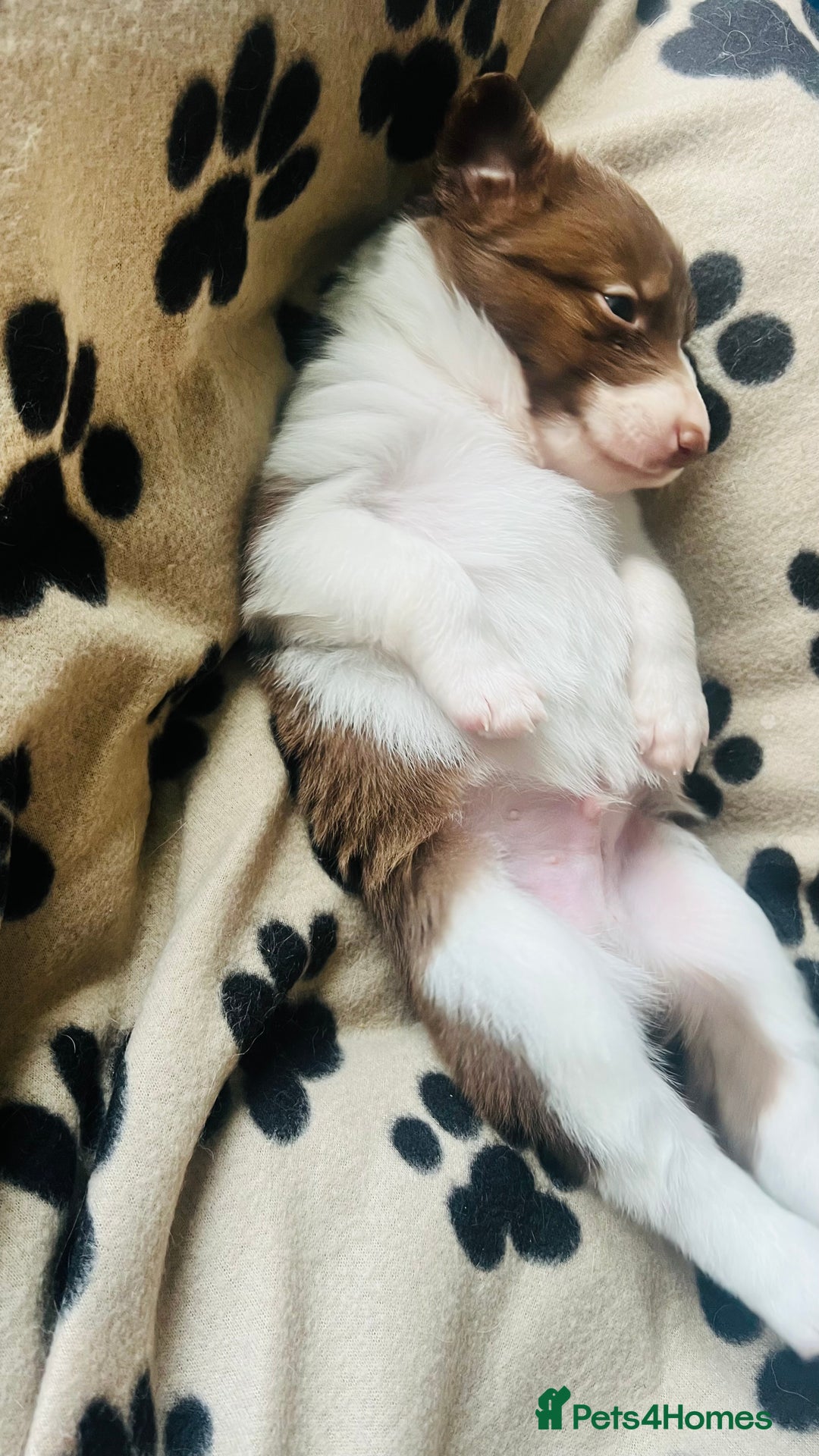 Border Collie dogs for sale: 3 left🐾Ready to leave in 2 weeks🐾Border Collie🐾 - Image 12