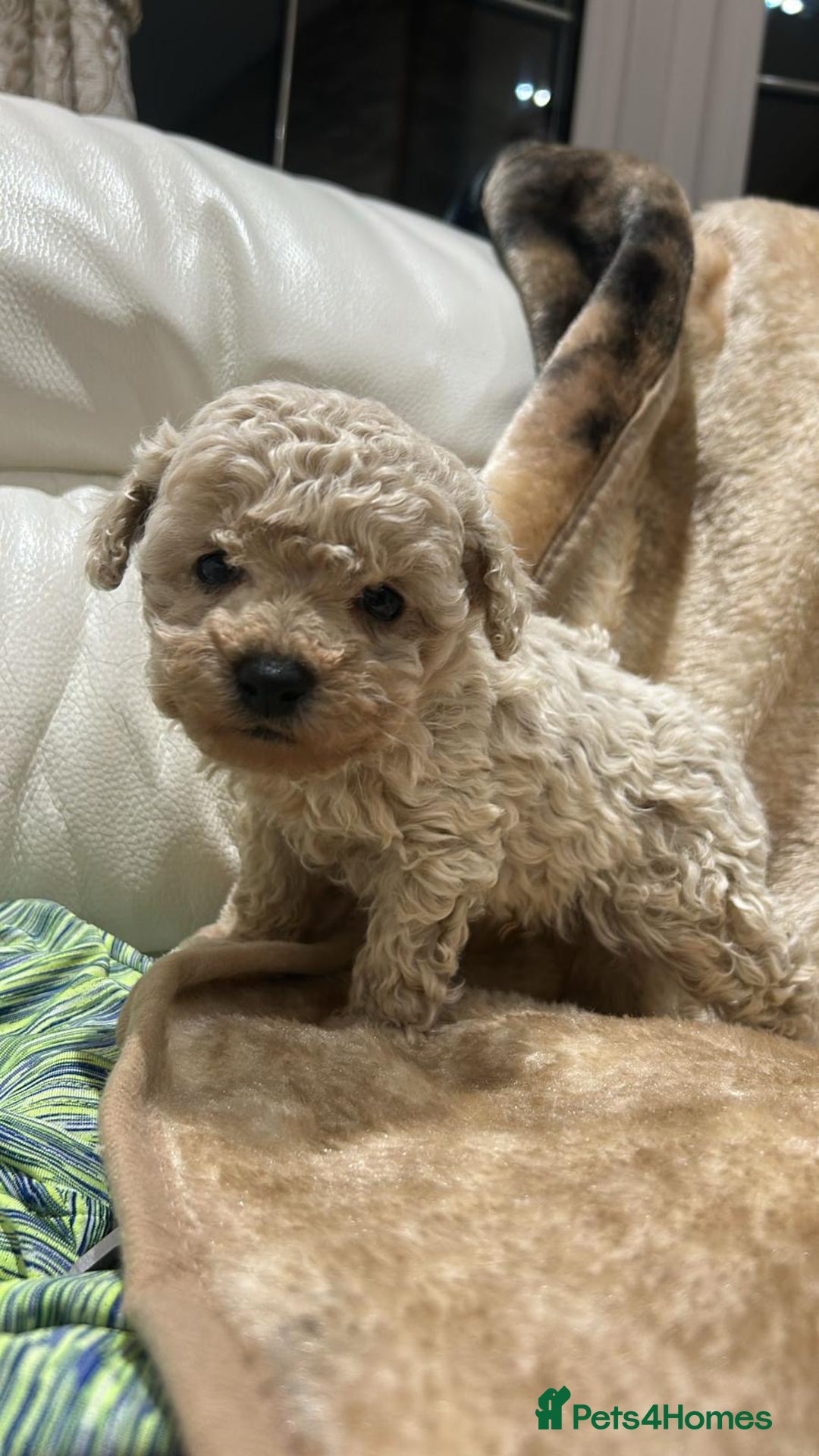 Toy Poodle dogs for sale: Two male Beautiful toy poodles  - Advert 4