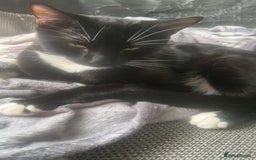 British Longhair cats for sale: 4 8 month old kittens/cats - Image 3