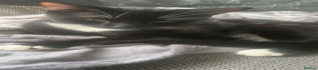 British Longhair Kitten 1
