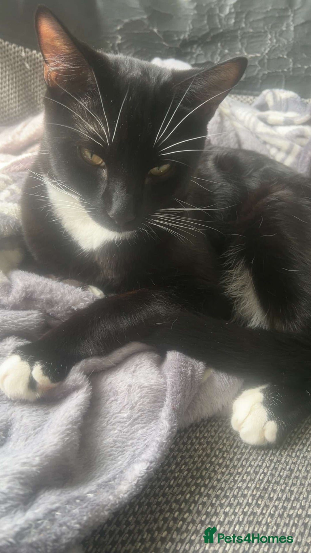 British Longhair cats for sale: 4 8 month old kittens/cats - Image 3