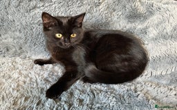 Mixed Breed cats for sale: 2 stunning kittens ready to leave now! - Image 5