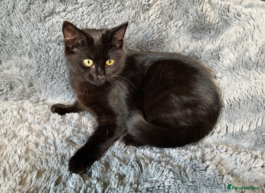 Mixed Breed cats for sale: 2 stunning kittens ready to leave now! - Image 5
