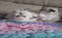 Ragdoll cats for sale: 2 stunning ragdoll kittens  - Image 4
