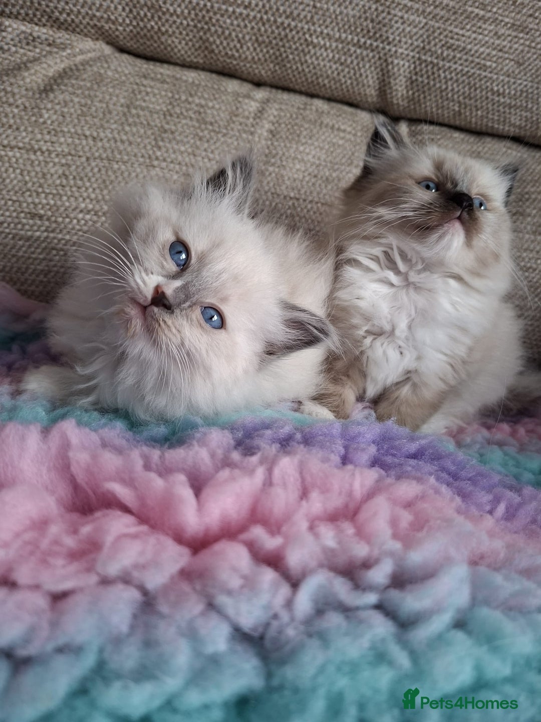Ragdoll cats for sale: 2 stunning ragdoll kittens  - Image 4