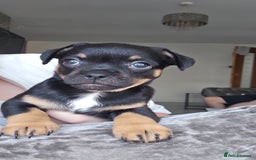 Mixed Breed dogs for sale: French chihuahuas for sale  - Image 2