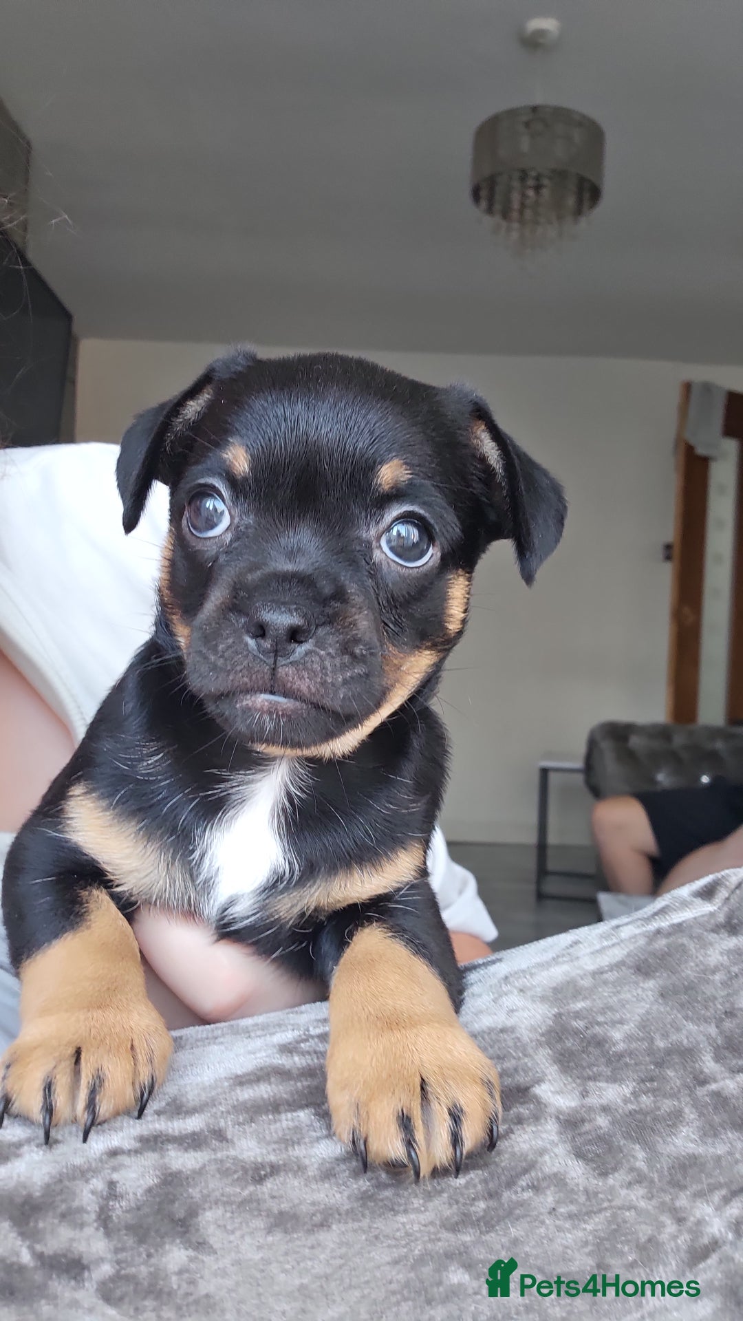 Mixed Breed dogs for sale: French chihuahuas for sale  - Image 2