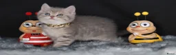British Shorthair cats for sale: Registered Golden British Shorthaired kittens - Advert 24