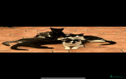 Domestic Shorthair cats for sale: Litter of cats/kittens FREE - Image 5