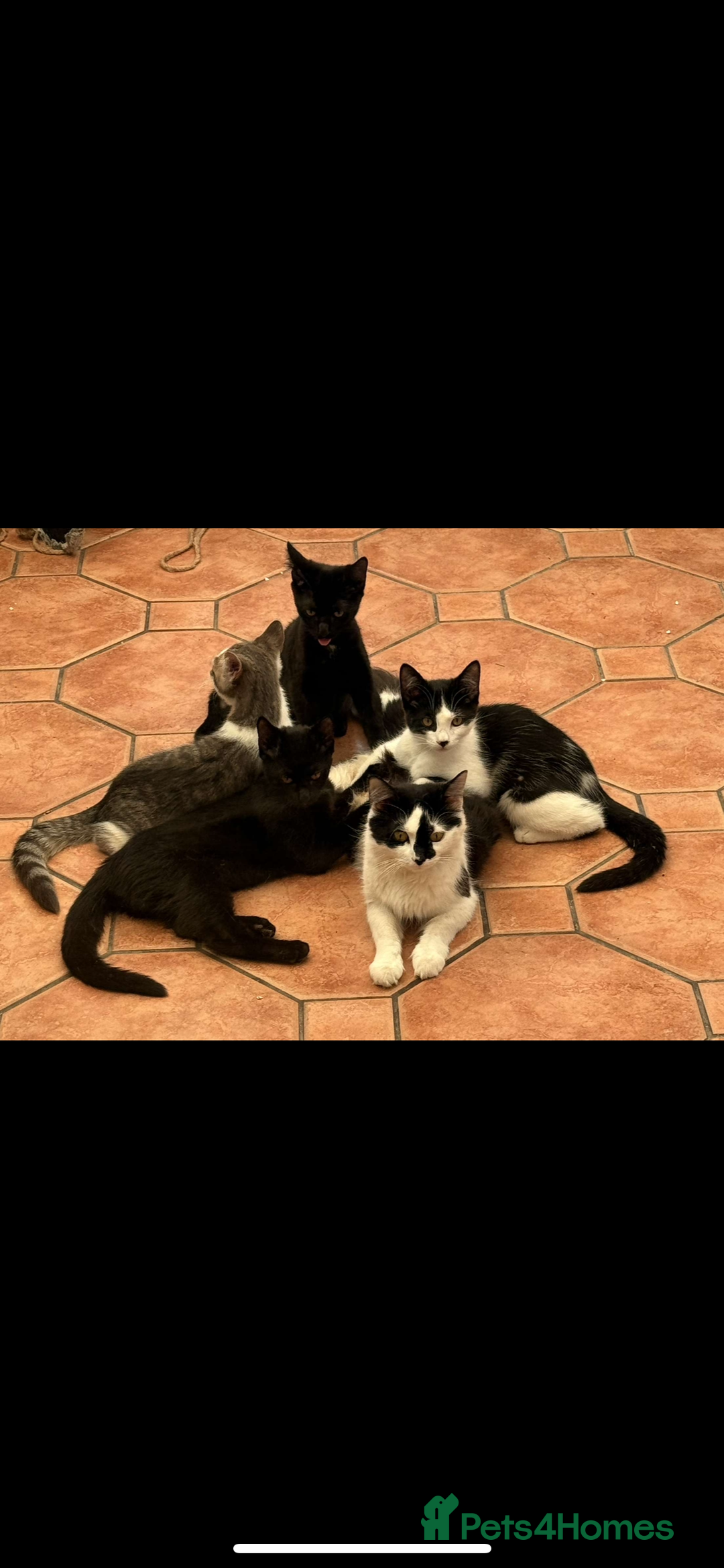 Domestic Shorthair cats for sale: Litter of cats/kittens FREE - Image 5