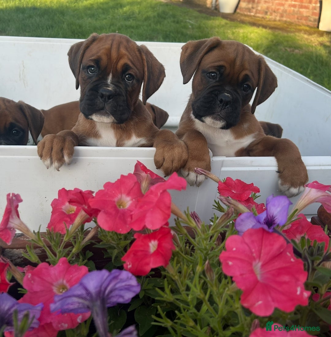 Boxer dogs for sale: KC bobtail pups heartscore 0, CHAMPION lines - Image 1