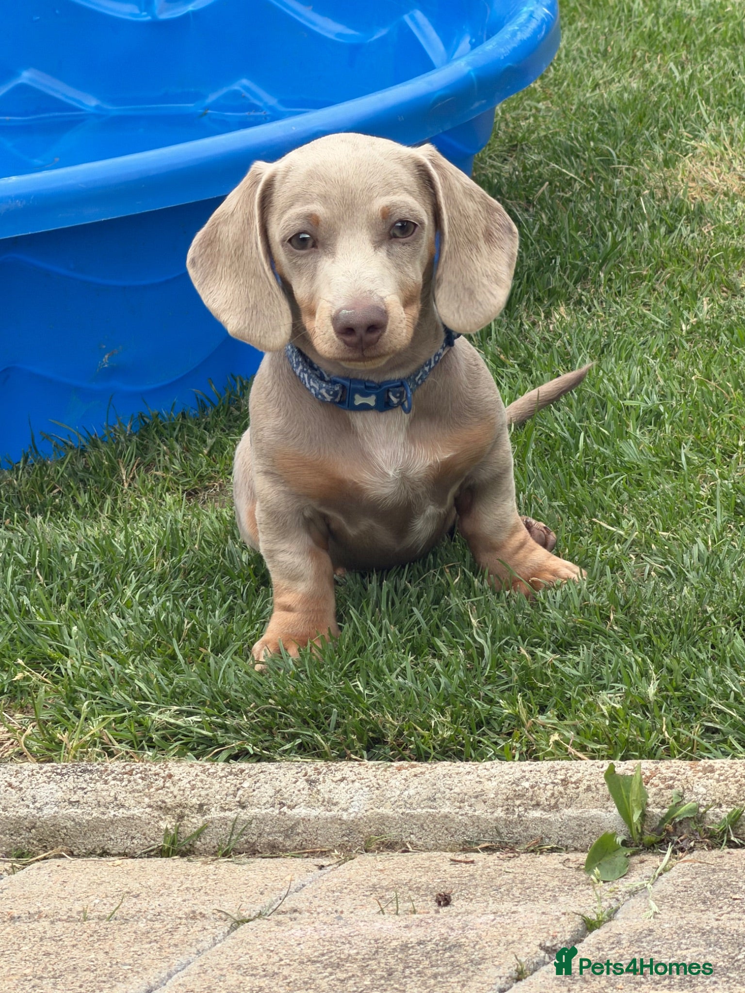 Miniature Dachshund dogs Beautiful Isabella and tan boy  - Advert 18