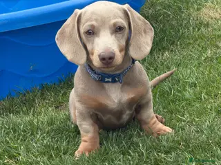 Miniature Dachshund dogs Beautiful Isabella and tan boy - Advert 12