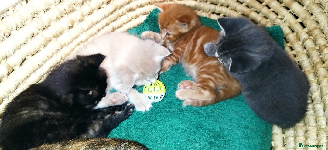 Mixed Breed cats for sale: Amazing, very beautiful kittens 3 boys, 1 girl - Advert 12