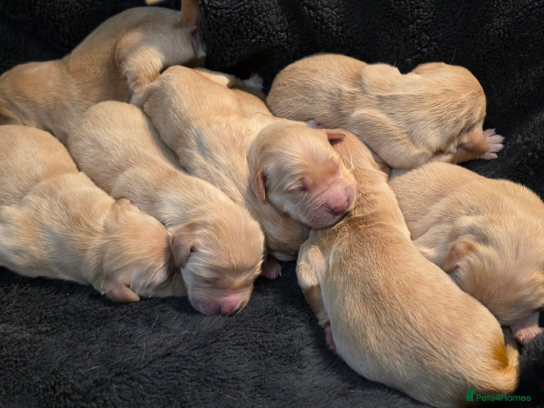 Golden Retriever dogs for sale: Beautiful and Loving Golden Retriever Puppies 🐶  - Advert 14