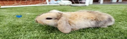 Mini Lop rabbits for sale: Mini Lop Bunnies - Advert 3