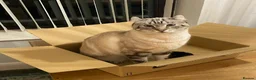 Keetso cats for sale: Keetso Female snow leopard  - Advert 3