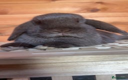 Mini Lop rabbits for sale: gorgeous rabbit for sale - Image 2