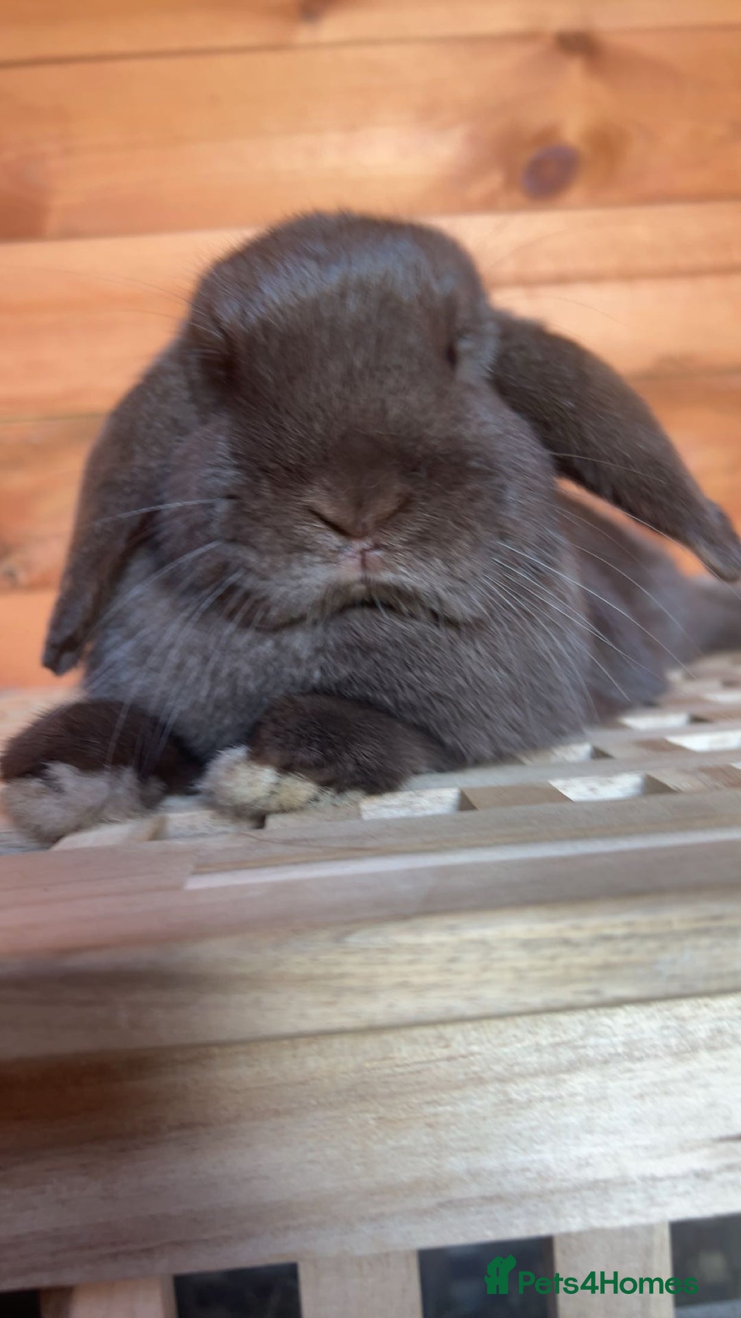 Mini Lop rabbits for sale: gorgeous rabbit for sale - Image 2