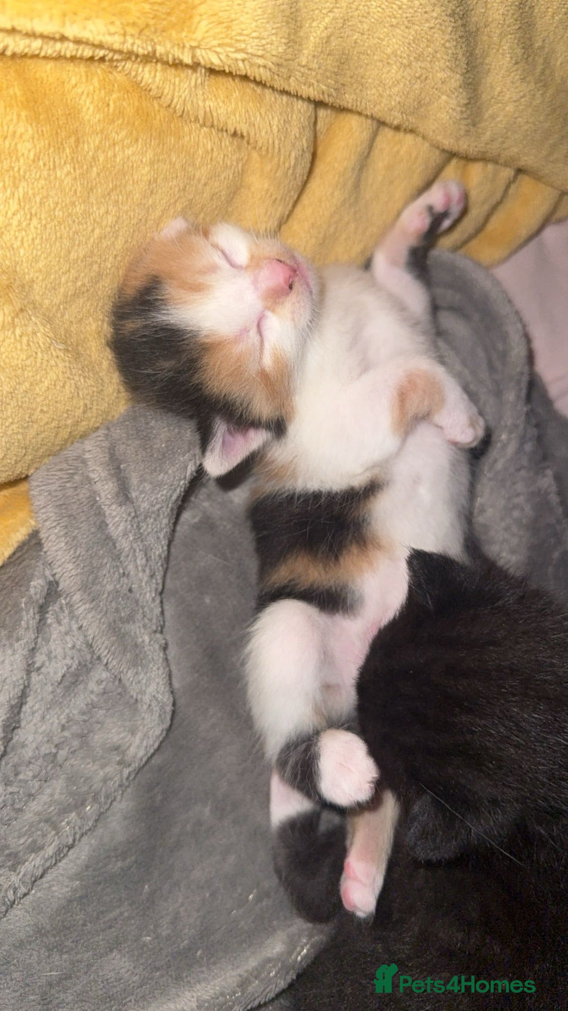 Domestic Shorthair cats Kittens to giveaway and sell  - Advert 1