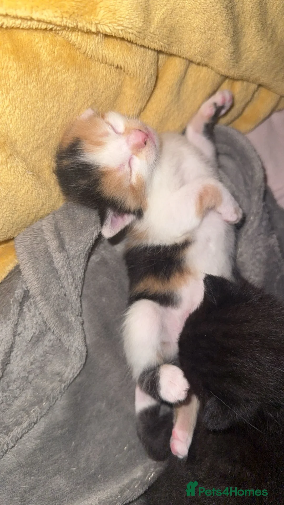Domestic Shorthair cats for sale: Kittens to giveaway and sell  in Maidenhead - Advert 1