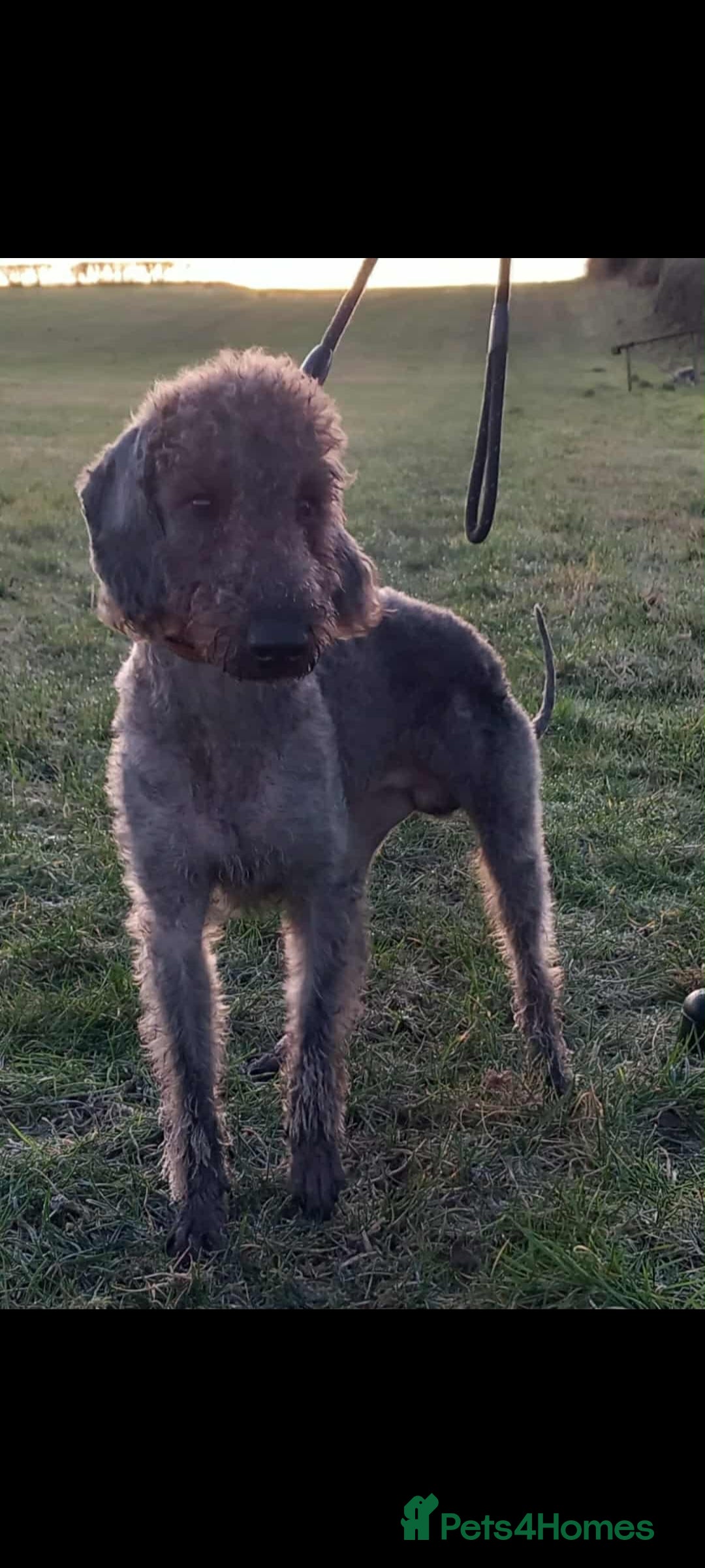 Bedlington Terrier dogs  Bedlington terrier for stud   in Chesterfield - Advert 4