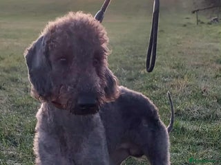 Bedlington Terrier dogs Bedlington terrier for stud in Chesterfield - Advert 4