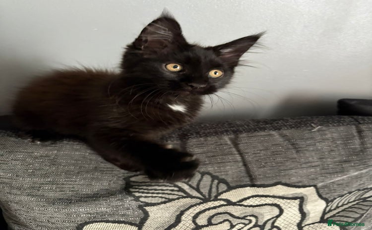 Maine Coon cats - Advert 16
