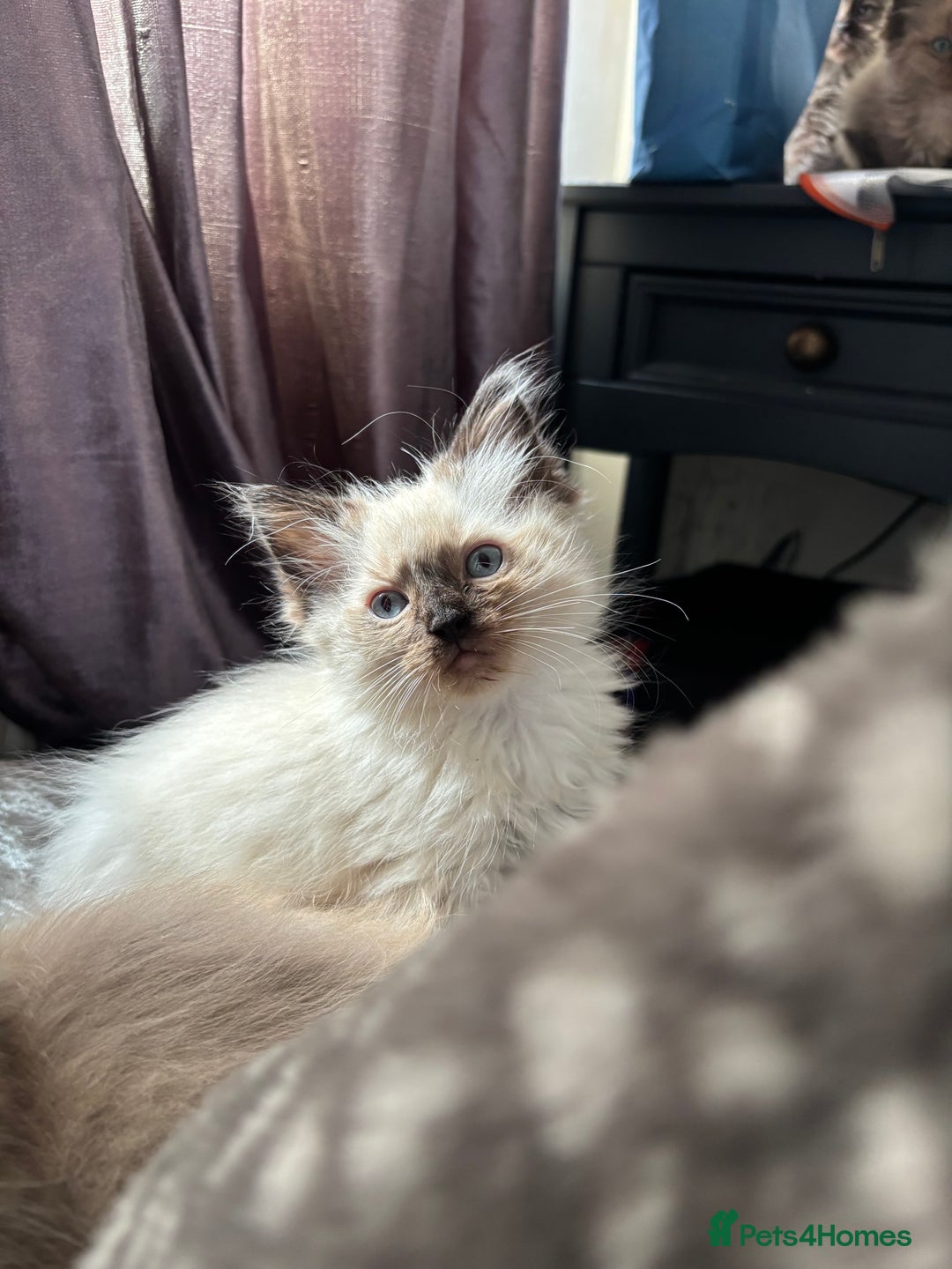 Ragdoll cats for sale: Mink Ragdoll kittens  - Image 6