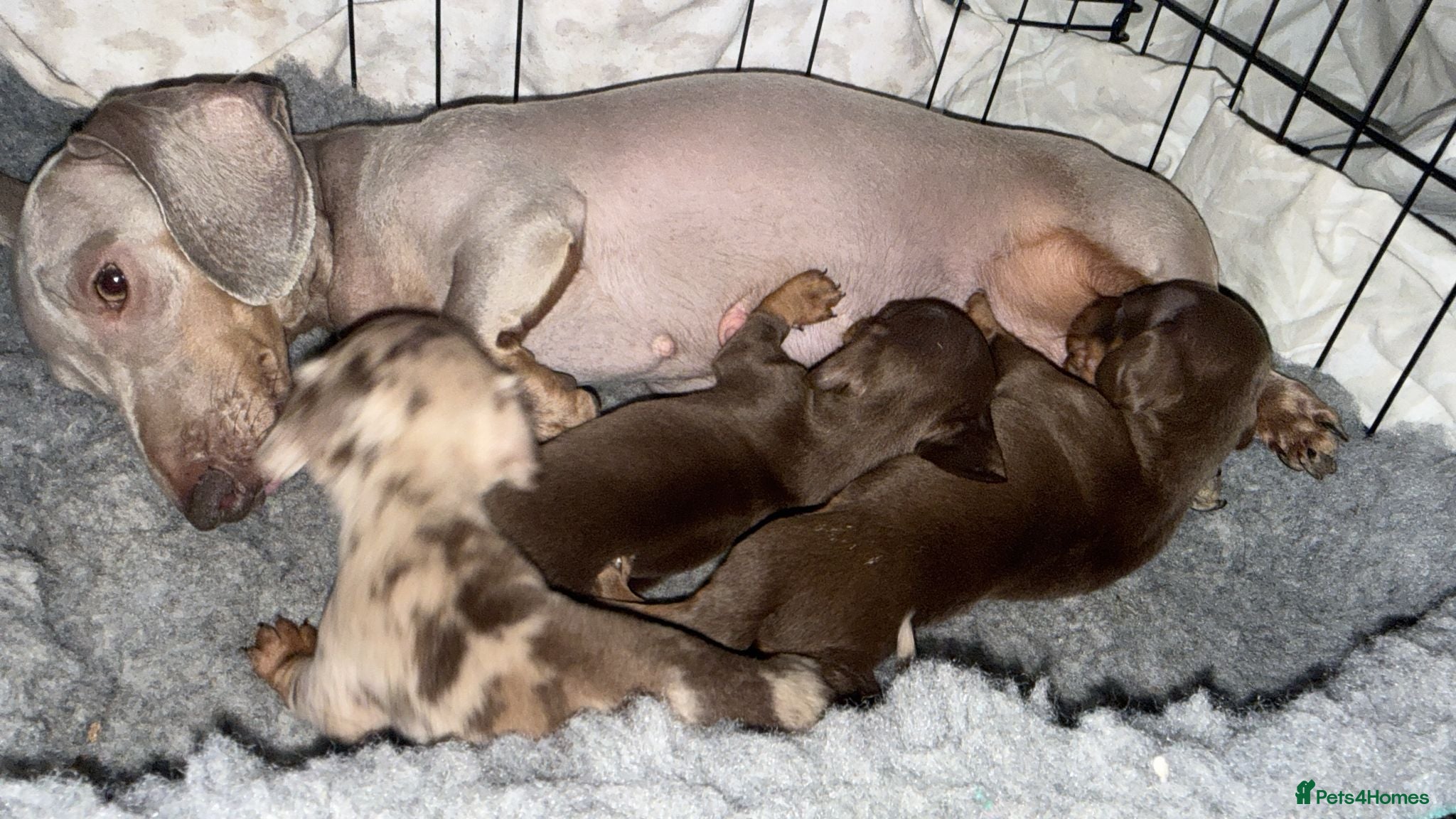 Miniature Dachshund dogs X2 miniature dachshund  - Advert 1