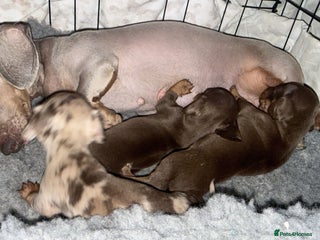 Miniature Dachshund dogs X2 miniature dachshund - Advert 1