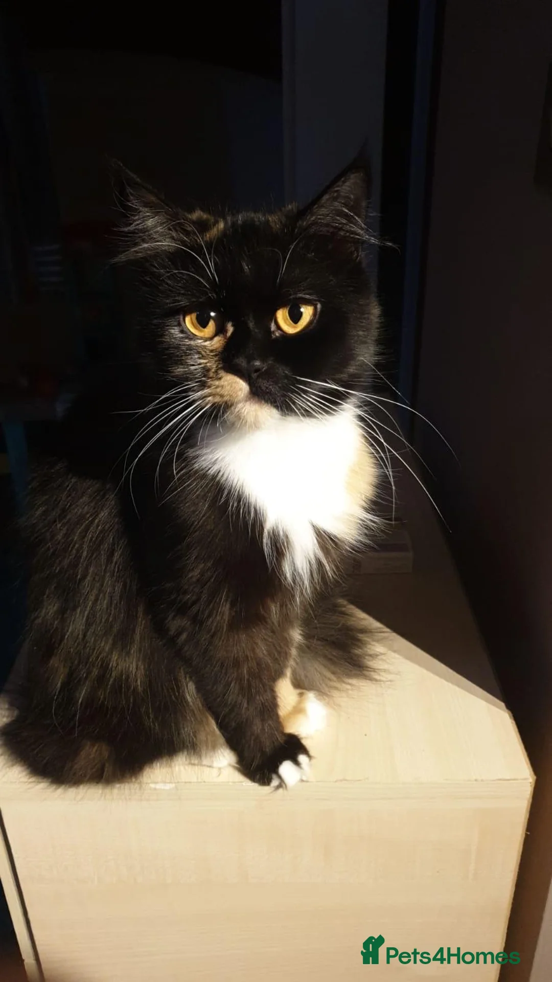 Mixed Breed cats for sale: Boy and girl - Advert 1