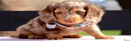 Miniature Dachshund dogs for sale: Chocolate & Tan Dapple Miniature Dachshund Boy  - Advert 12