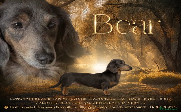 Miniature Dachshund dogs - Advert 1