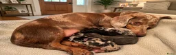 Miniature Dachshund dogs for sale: Miniature Dachshund Litter Announcement  - Advert 1