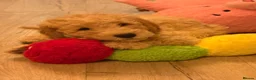 Labradoodle dogs for sale: 2 Girls Remaining! Reduced Miniature Labradoodles - Advert 16