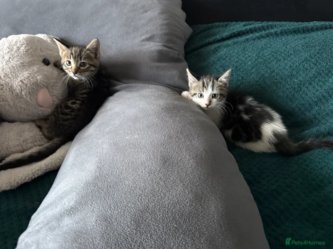 Mixed Breed cats for sale: Two kittens  - Advert 5