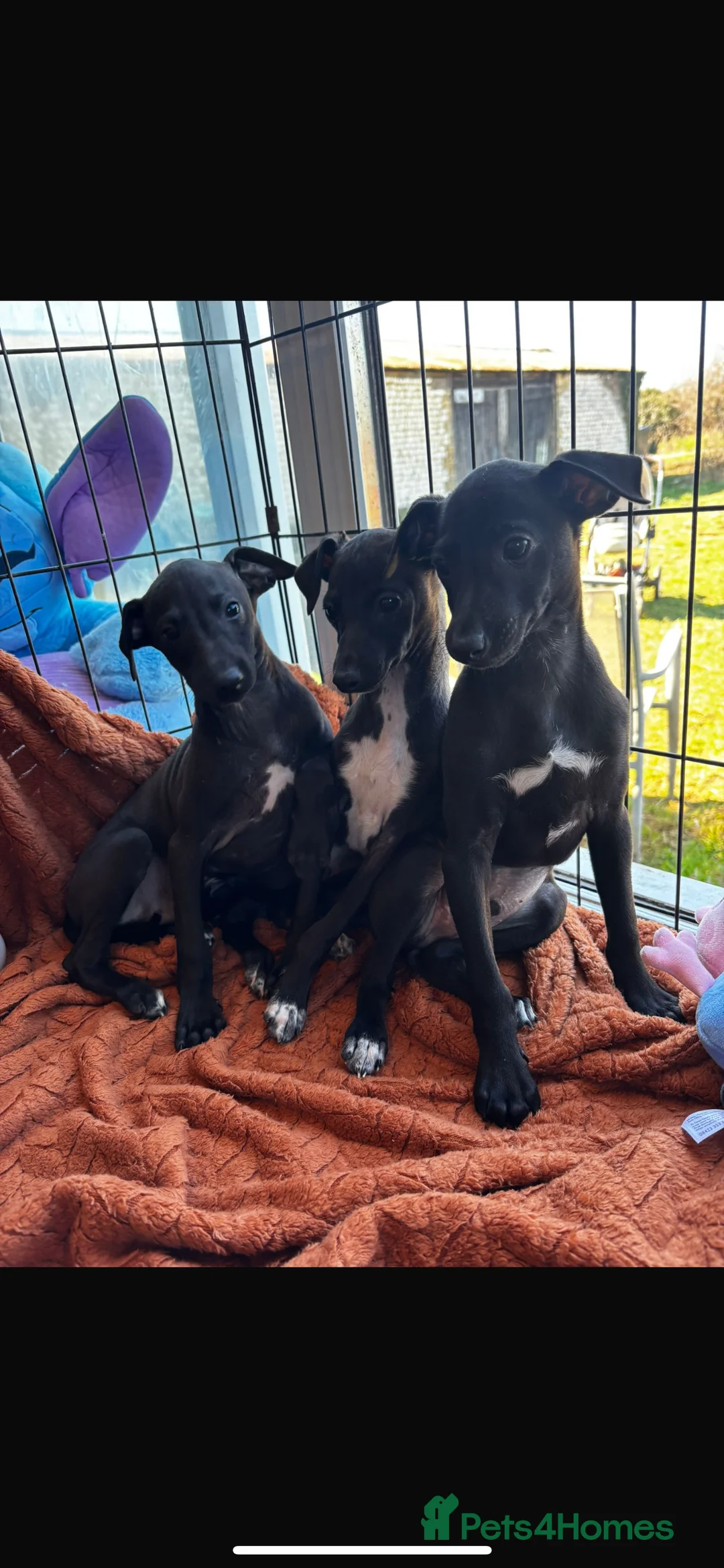 Italian Greyhound dogs for sale: 💙Three Stunning Boys💙 in Thetford - Advert 2