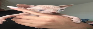 Sphynx Kitten 1