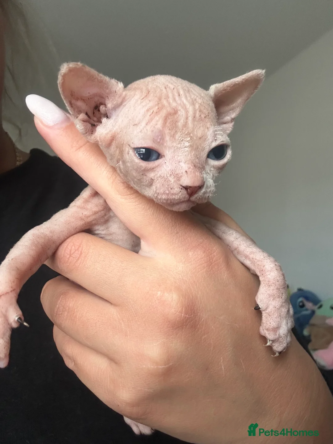 Sphynx cats for sale: Canadian sphinx  - Advert 8
