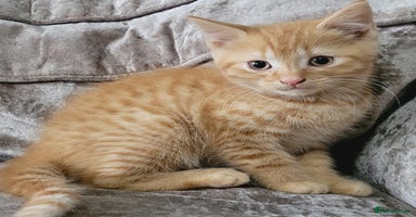 Mixed Breed cats - Advert 7