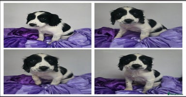 English Springer Spaniel dogs - Advert 12