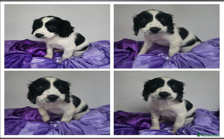 English Springer Spaniel dogs - Advert 1