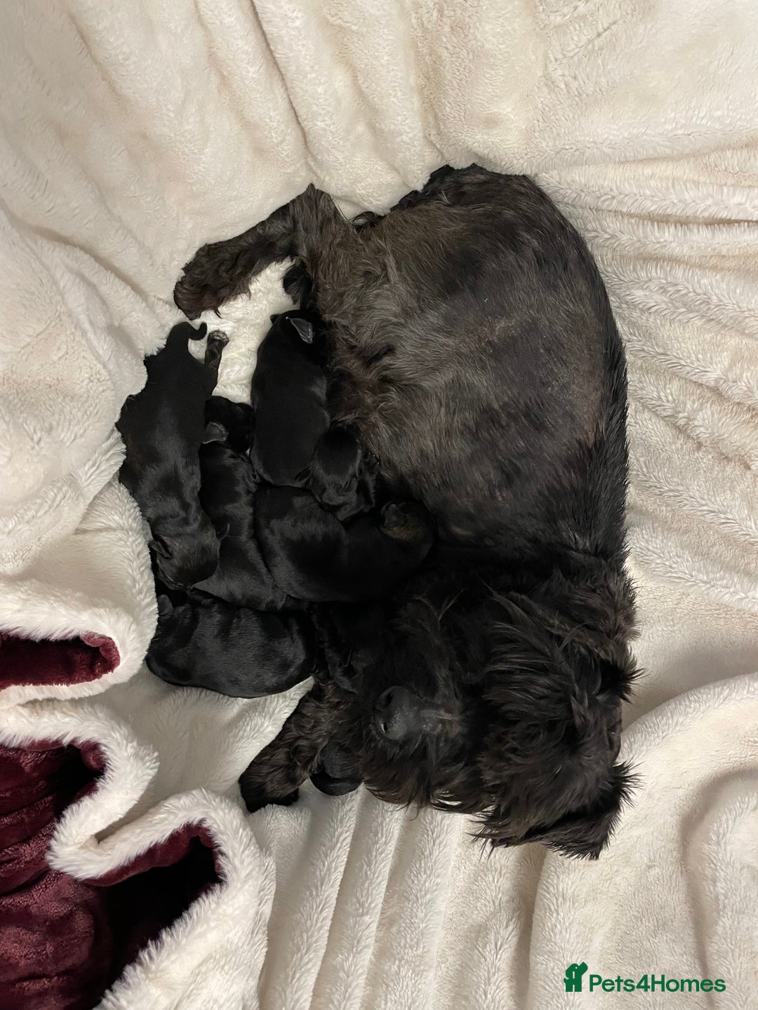 Miniature Schnauzer dogs for sale: Beautiful KC registered Minature Schnauzer puppies - Image 13