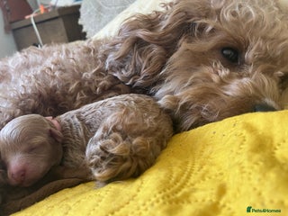 Poochon dogs - Advert 2