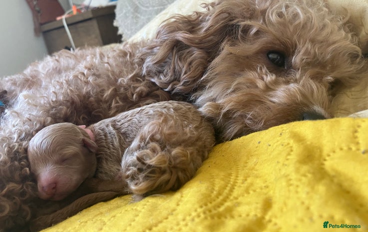 Poochon dogs - Advert 2