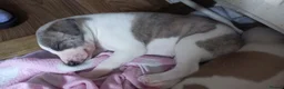 Whippet dogs for sale: 4 beautiful KC whippet puppies! - Advert 16