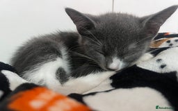 Mixed Breed cats for sale: 2 Gorgeous Bengal cross British Shorthair  - Image 6