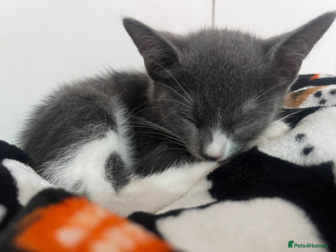 Mixed Breed cats for sale: 2 Gorgeous Bengal cross British Shorthair  - Image 6